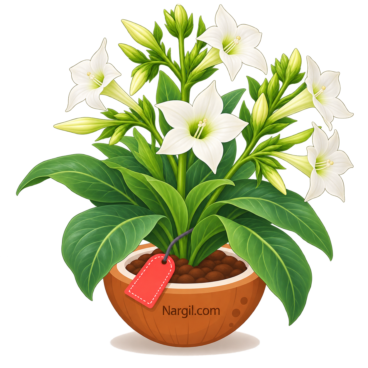 Nargil_Nicotiana Sylvestris